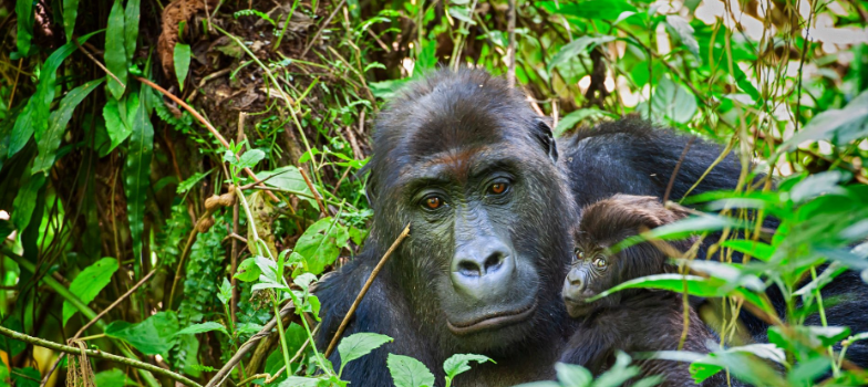 Tourists on a 3-Day Bwindi Gorilla Tre from kigali observing mountain gorillas in the dense forest